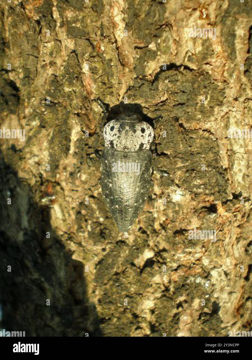Rotsspringer Insect Flat-headed Root-borer (Capnodis tenebrionis) Insecta Stock Photo - Alamy