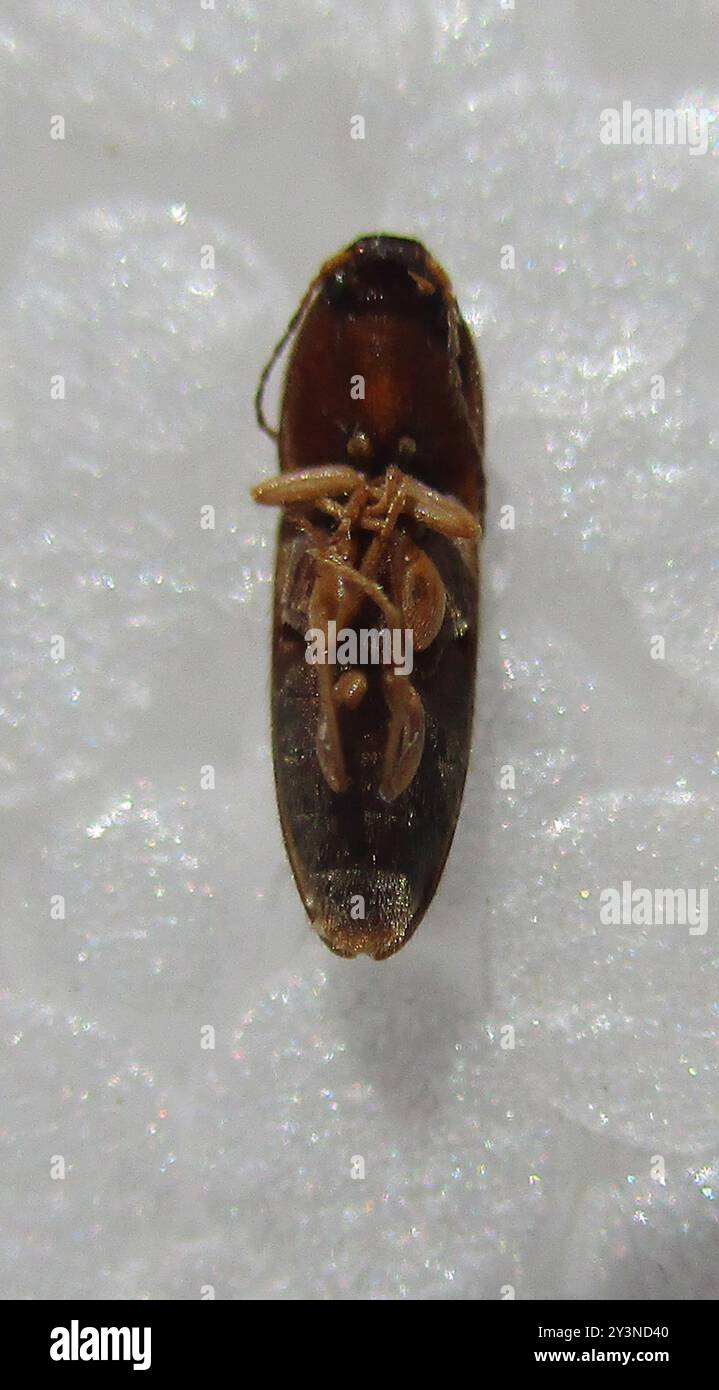 Click Beetles (Elateridae) Insecta Stock Photo - Alamy