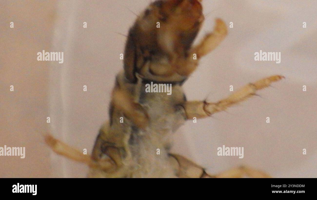 Little Sister Sedges (Cheumatopsyche) Insecta Stock Photo - Alamy