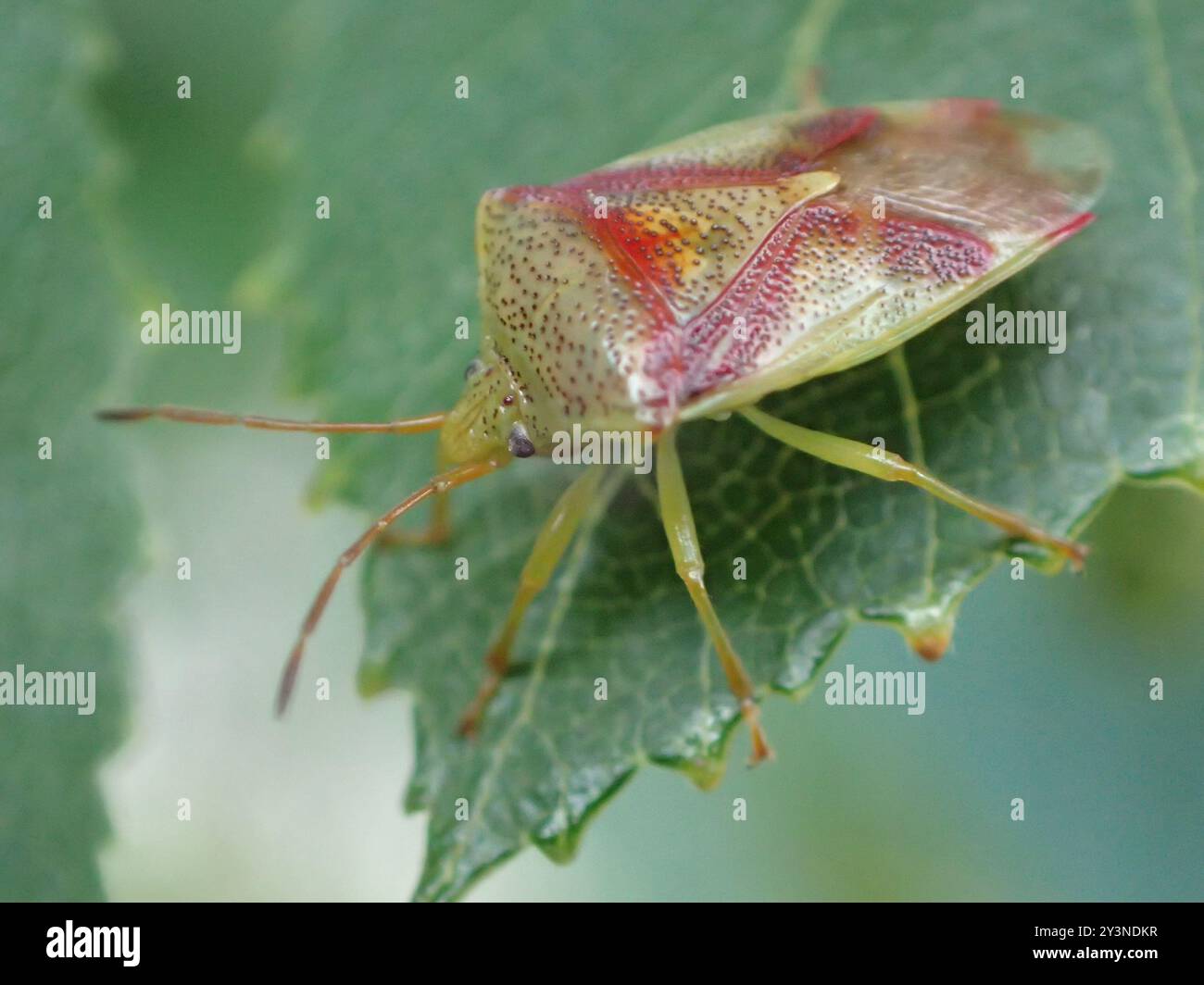 Red cross shield bug hi-res stock photography and images - Alamy