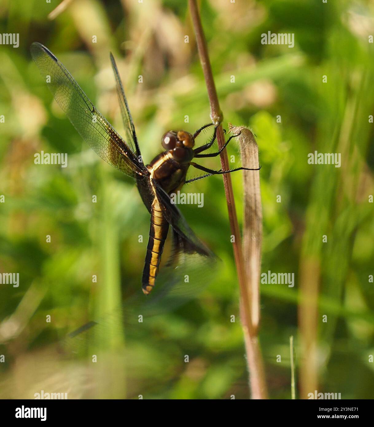 Widow Skimmer (Libellula luctuosa) Insecta Stock Photo - Alamy