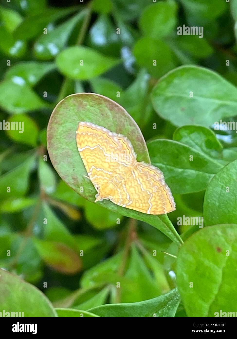 Yellow Shell Moth (Camptogramma bilineata) Insecta Stock Photo - Alamy
