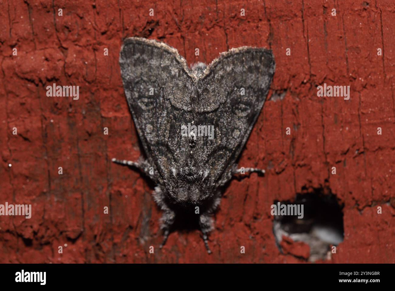 Brother Moth (Raphia frater) Insecta Stock Photo - Alamy