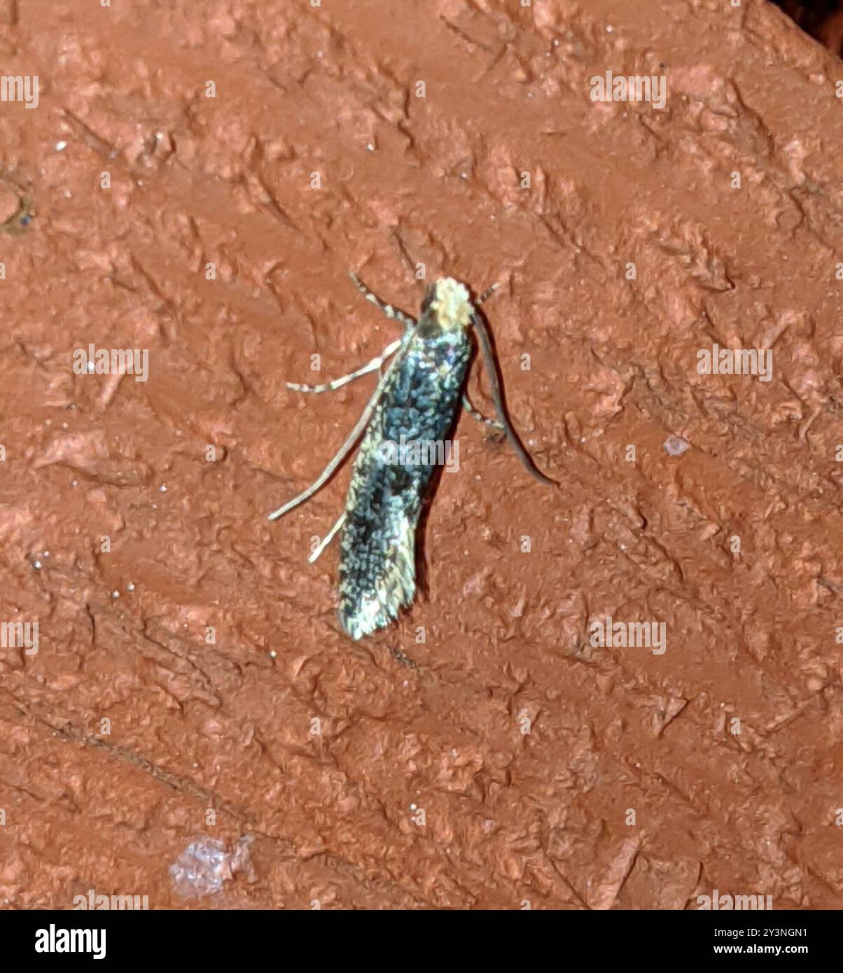 Carrion Inset Carrion Moth (Monopis weaverella) Insecta Stock Photo - Alamy