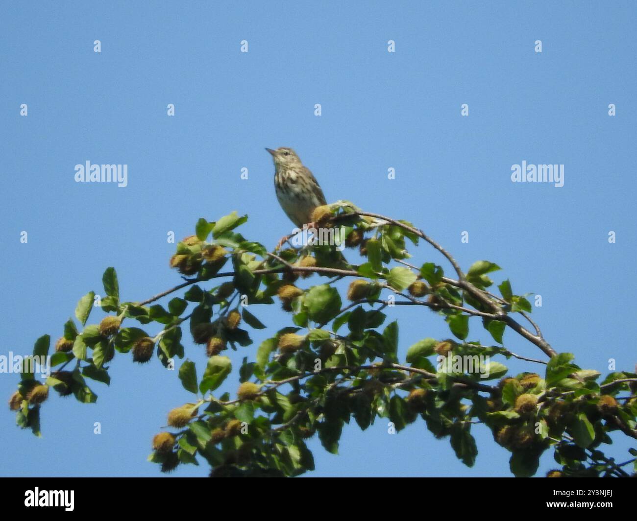 Tree Pipit (Anthus trivialis) Aves Stock Photo - Alamy
