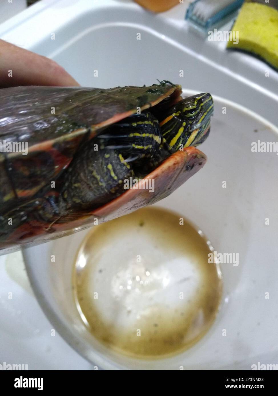 Western Painted Turtle (Chrysemys picta bellii) Reptilia Stock Photo