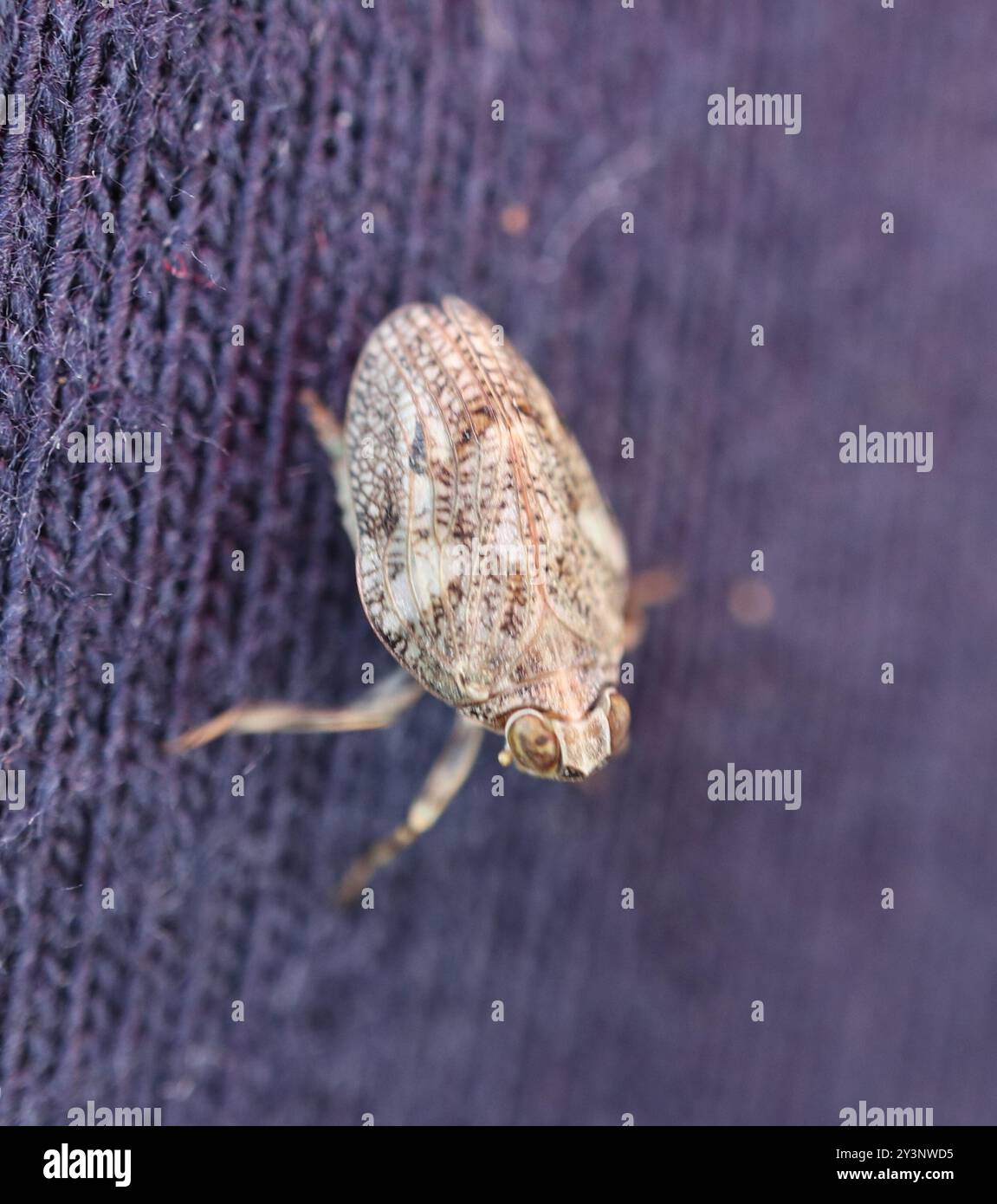 (Issus coleoptratus) Insecta Stock Photo - Alamy