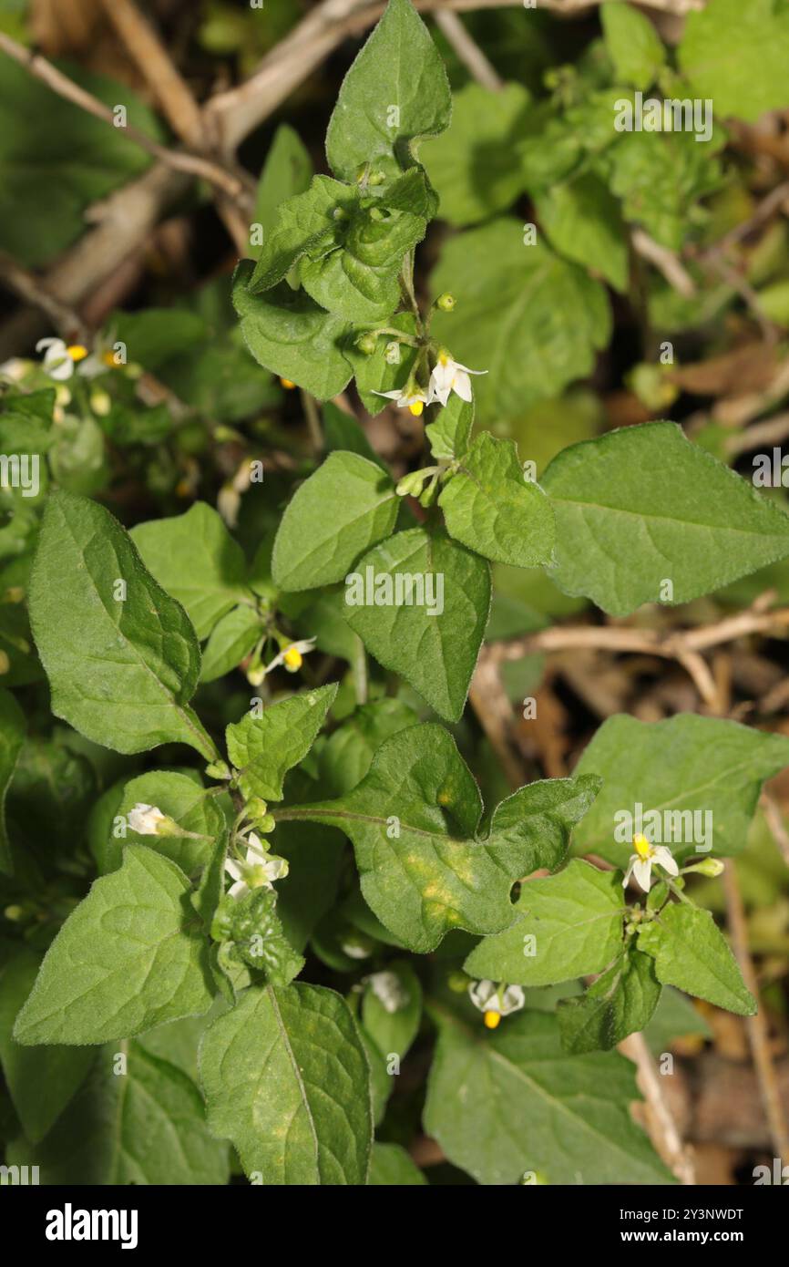 black nightshade (Solanum nigrum) Plantae Stock Photo - Alamy