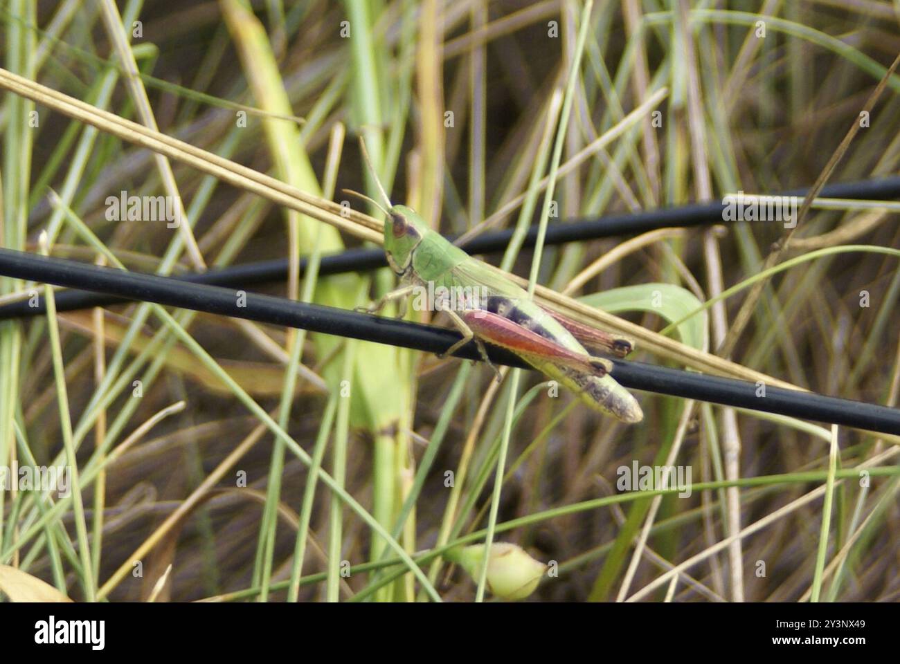 Meadow Grasshopper (Pseudochorthippus parallelus) Insecta Stock Photo ...