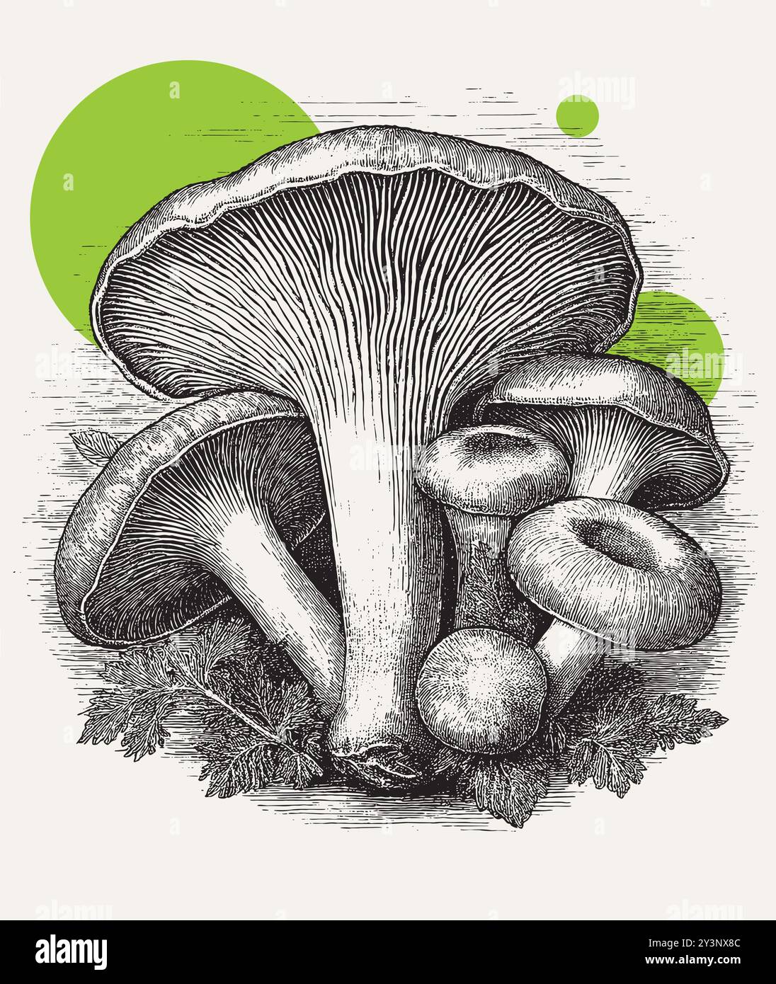Vintage engraving style vector illustration of a bunch of mushrooms ...