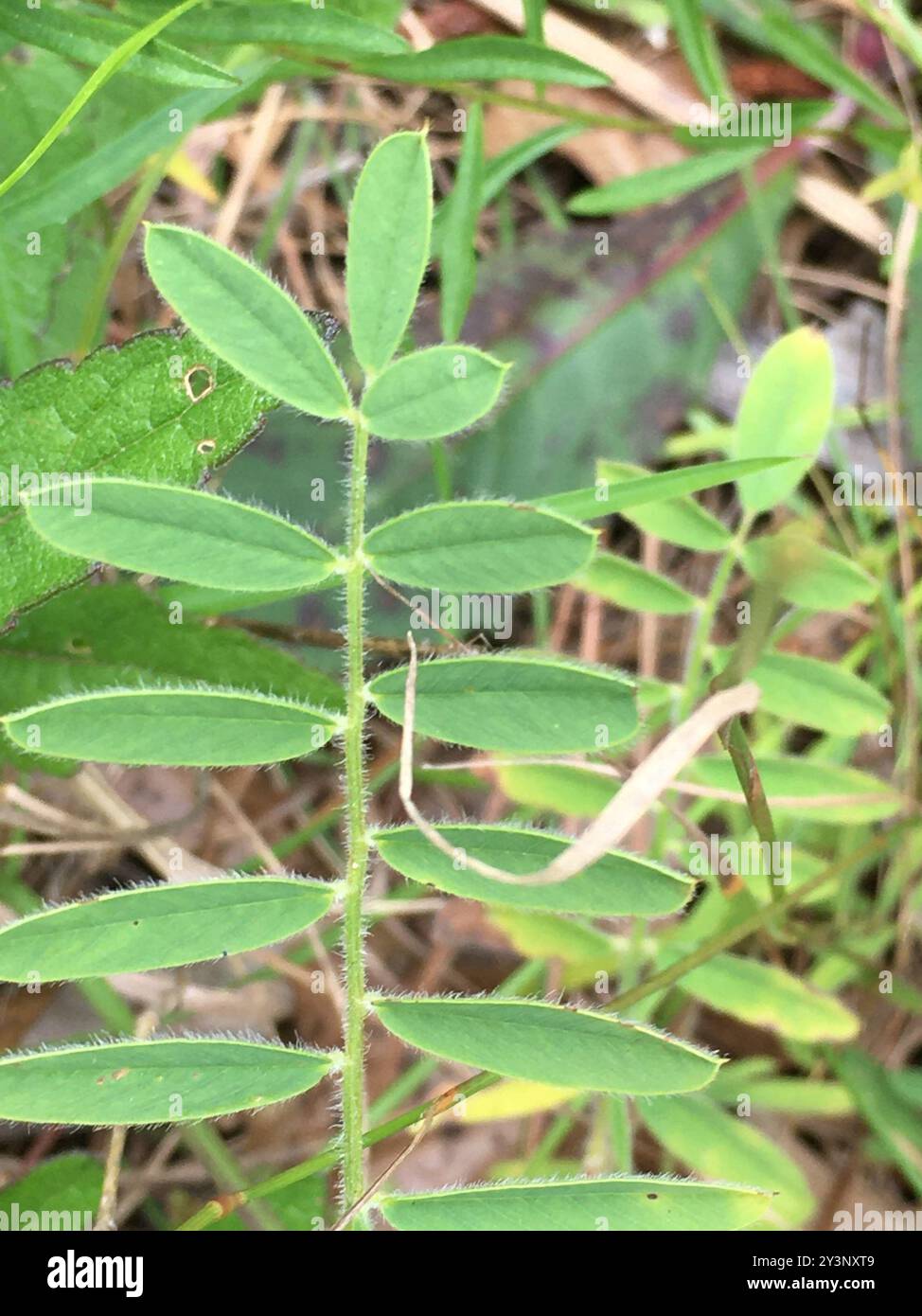 goat's rue (Tephrosia virginiana) Plantae Stock Photo - Alamy