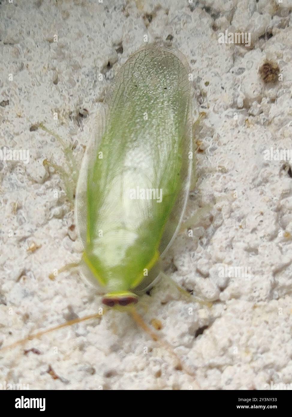 Panchlora nivea hi-res stock photography and images - Alamy