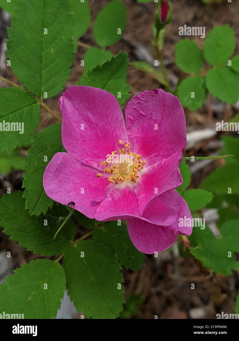 Prickly Wild Rose (Rosa acicularis) Plantae Stock Photo - Alamy
