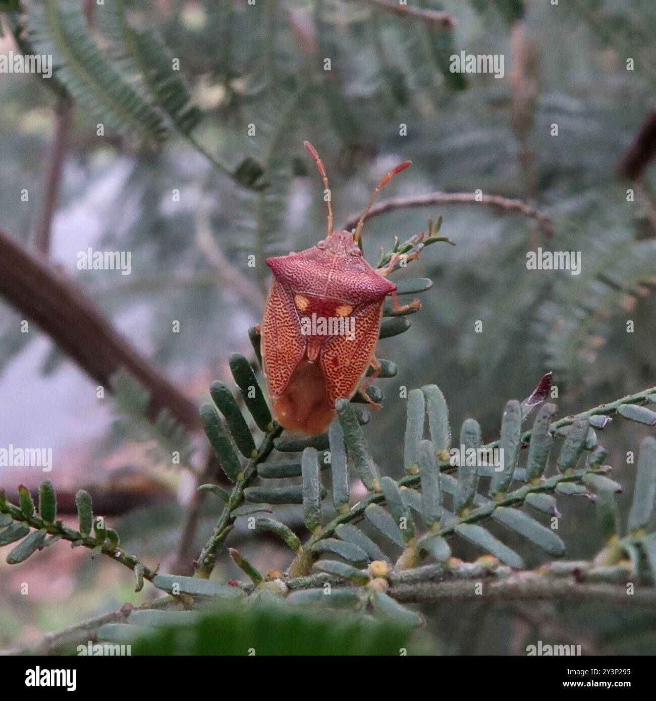 (Hiarchas angularis) Insecta Stock Photo - Alamy