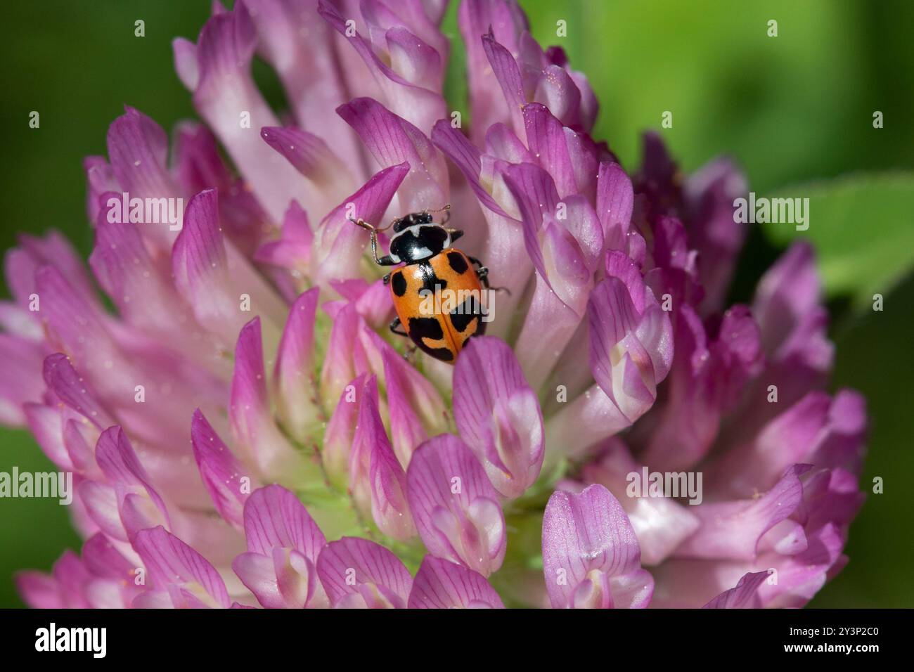 Parenthesis Lady Beetle (Hippodamia parenthesis) Insecta Stock Photo ...