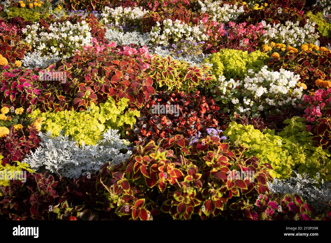 Different varieties of colorful coleus, begonias, and Jacobaea maritima create a beautiful pattern in a flowerbed. Landscape design.' Stock Photo