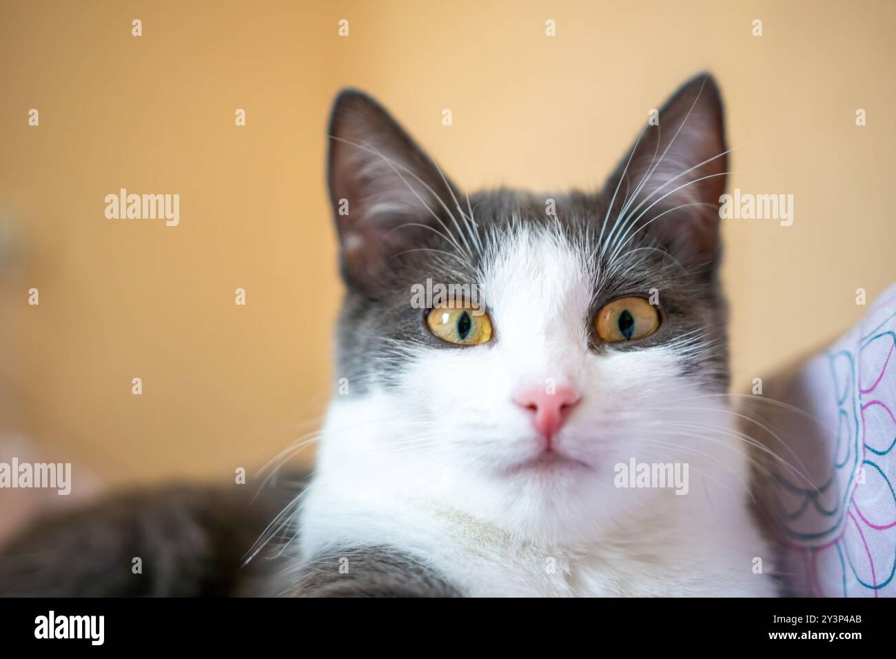 Cat Portrait, Close-Up, Indoor Stock Photo