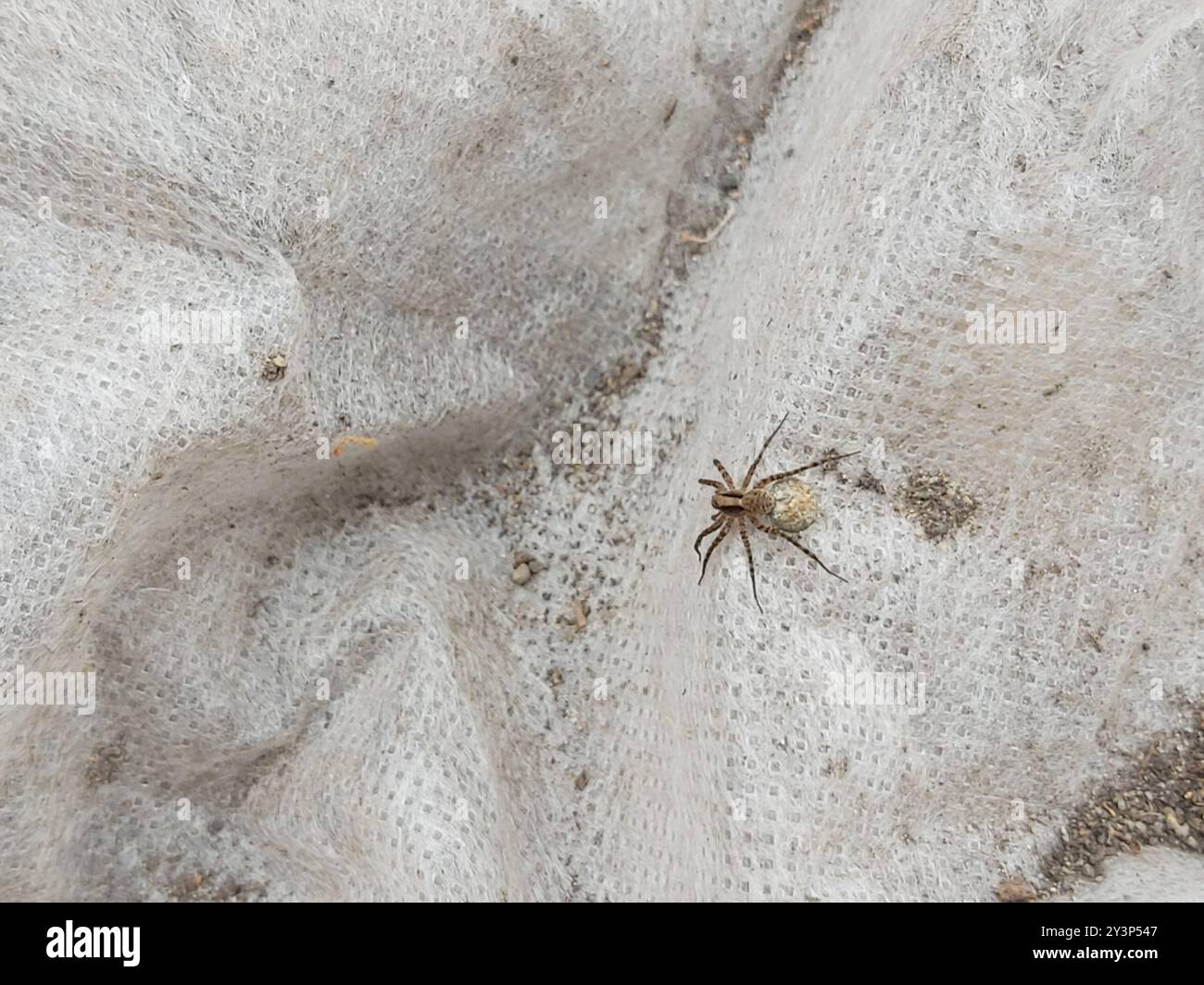 Common Forest Wolf Spider Complex (Pardosa lugubris) Arachnida Stock