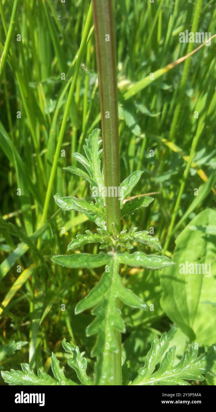 Common vervain (Verbena officinalis) Plantae Stock Photo - Alamy