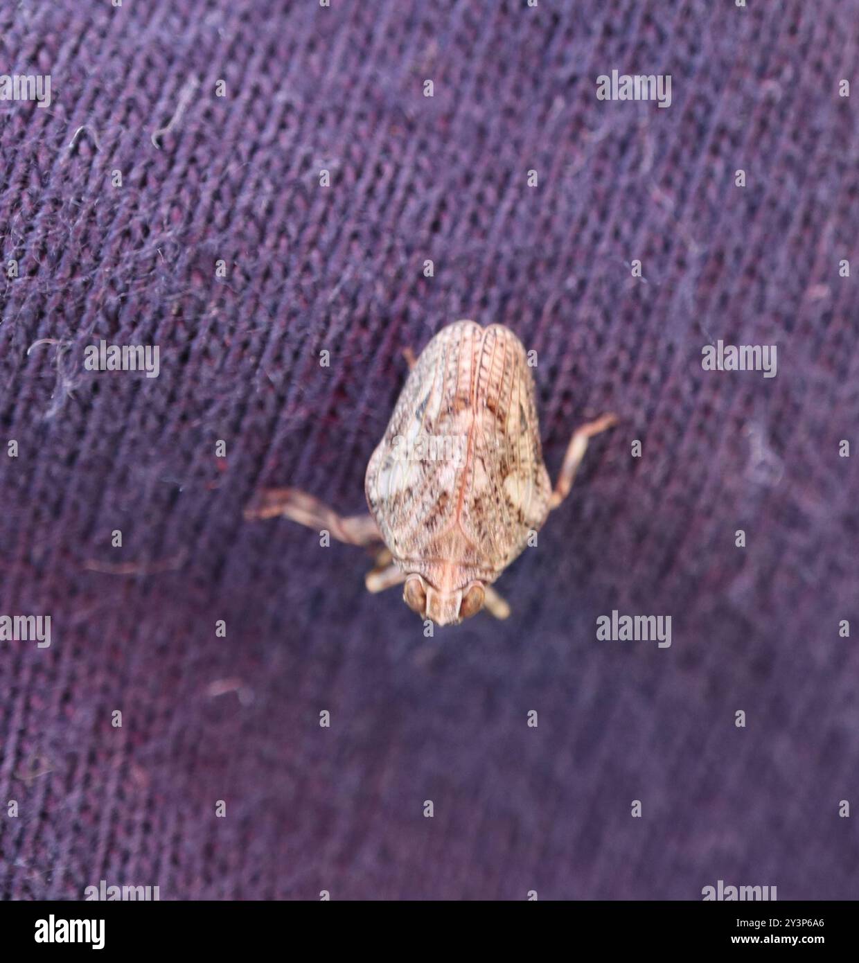 (Issus coleoptratus) Insecta Stock Photo - Alamy