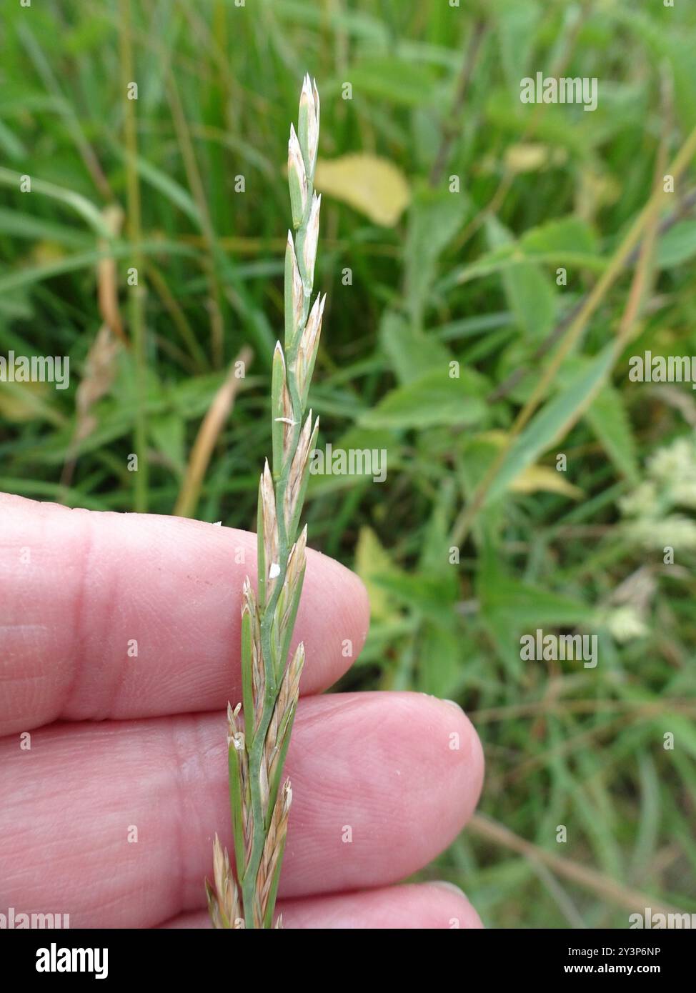 Perennial Ryegrass (Lolium perenne) Plantae Stock Photo - Alamy