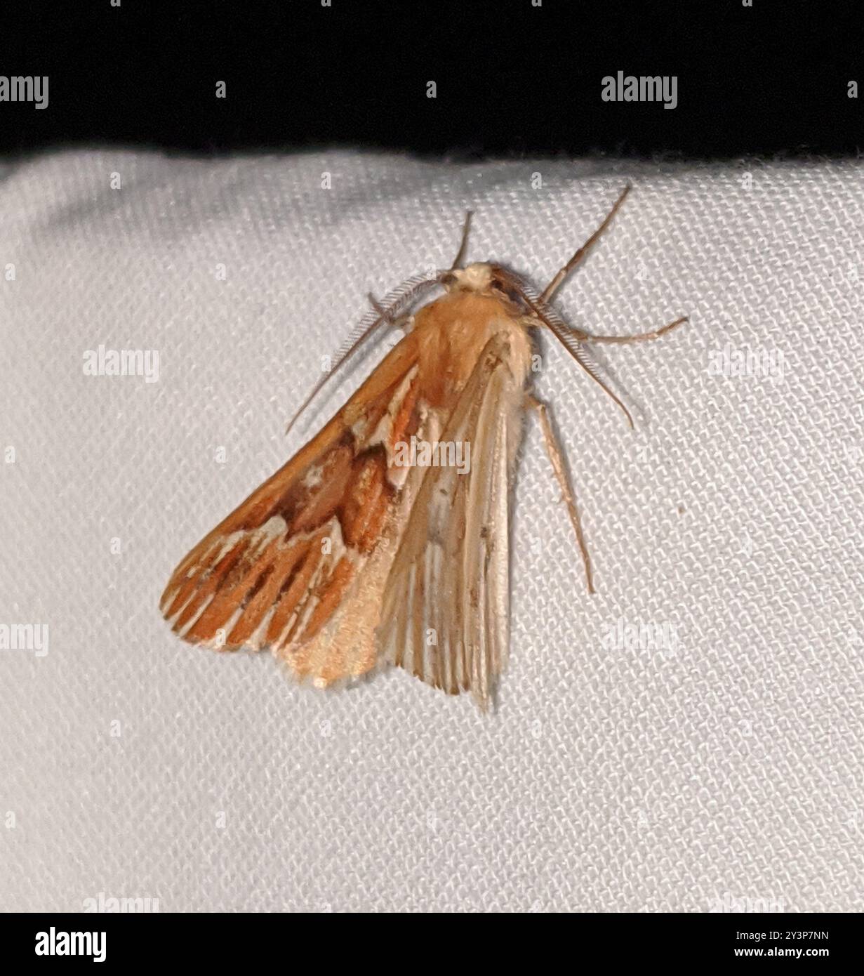 Western Conifer Looper (Caripeta aequaliaria) Insecta Stock Photo - Alamy