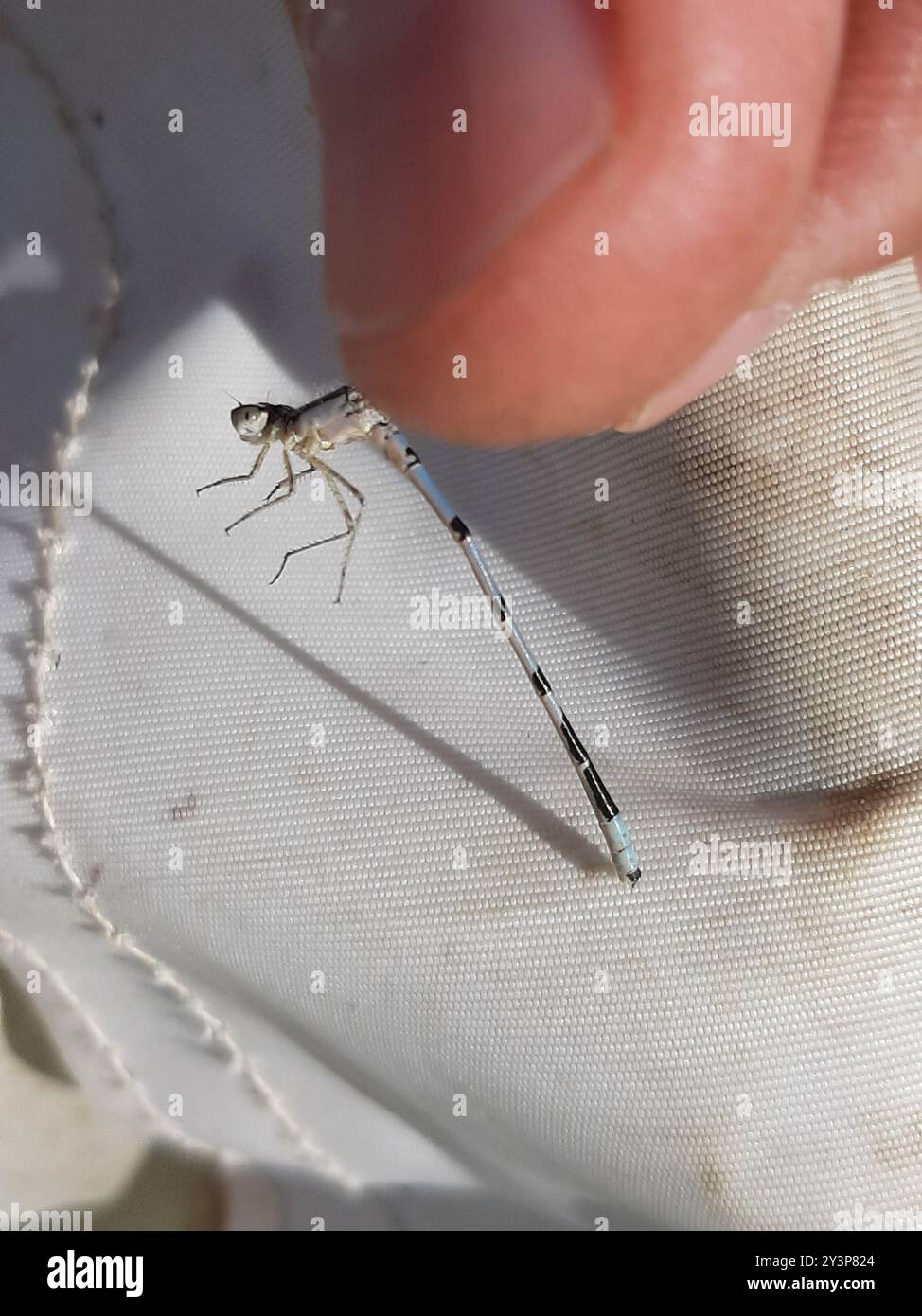 Northern Bluet (Enallagma annexum) Insecta Stock Photo - Alamy