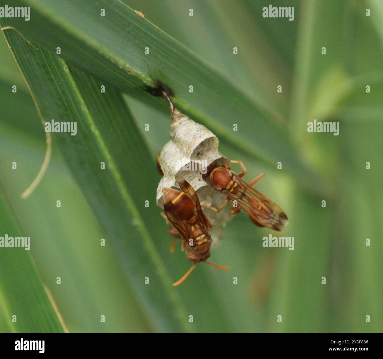 Ropalidia marginata hi-res stock photography and images - Alamy
