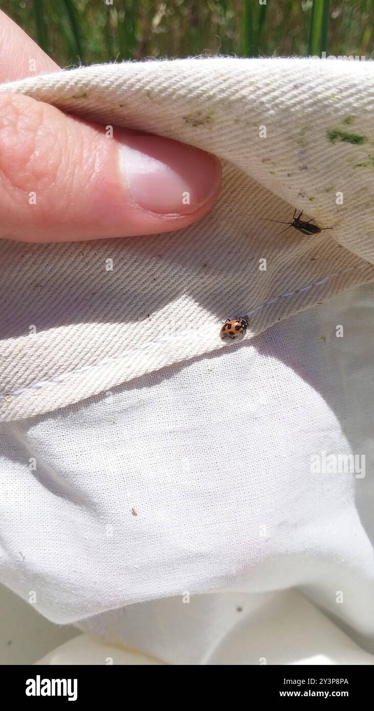 Parenthesis Lady Beetle (Hippodamia parenthesis) Insecta Stock Photo ...