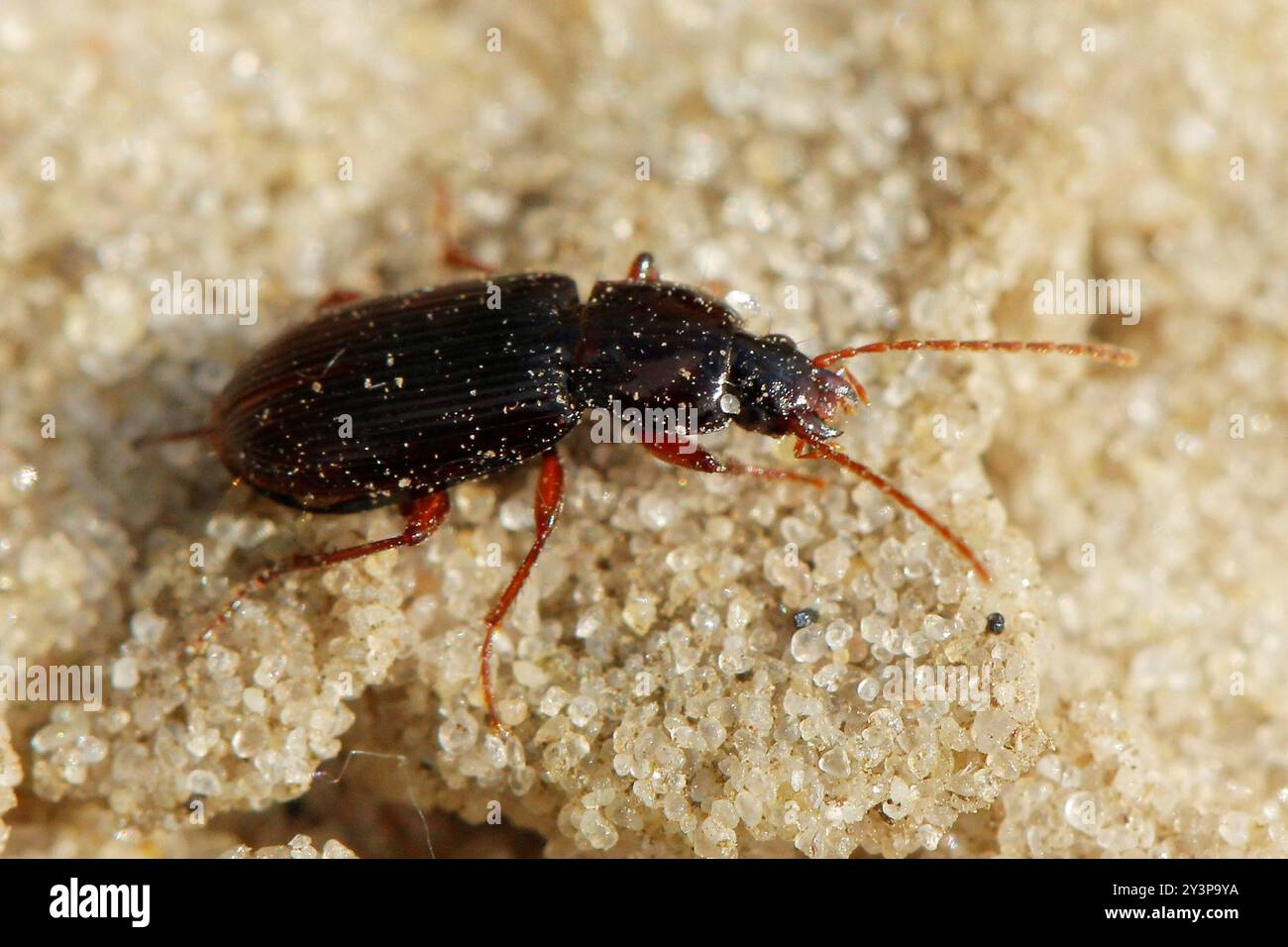 Clock Insect Blackclock Ground Beetles (Pterostichus) Insecta Stock Photo - Alamy