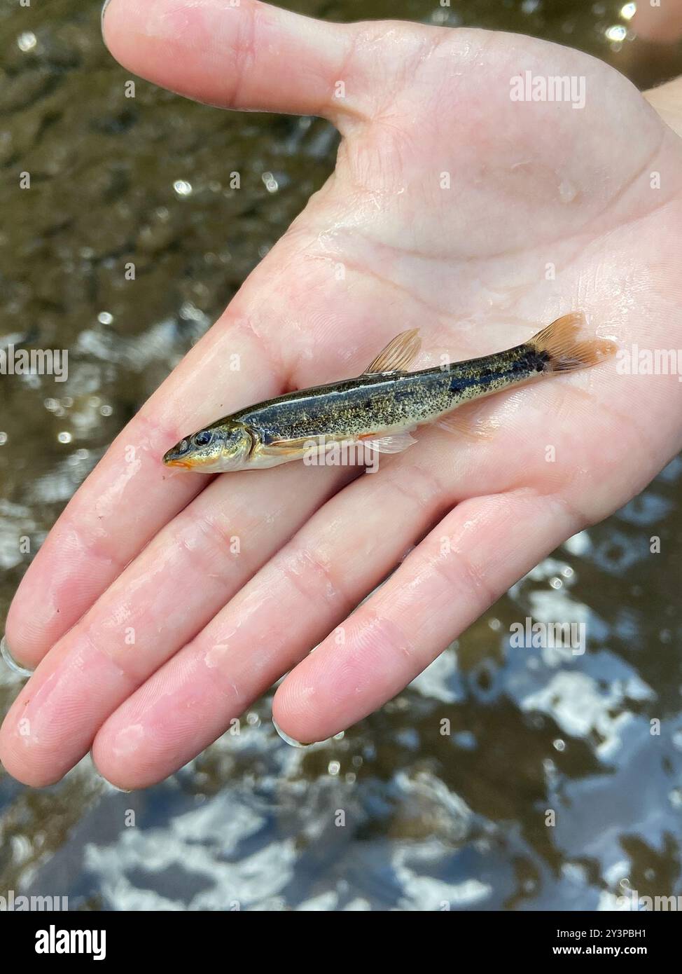 Longnose Dace (Rhinichthys cataractae) Actinopterygii Stock Photo