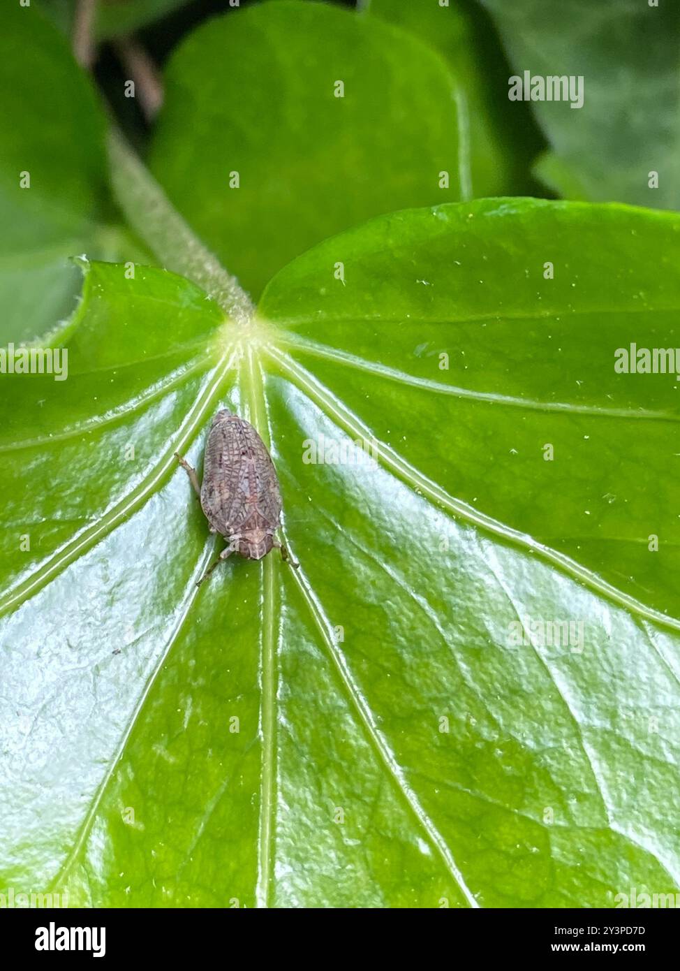 (Issus coleoptratus) Insecta Stock Photo - Alamy