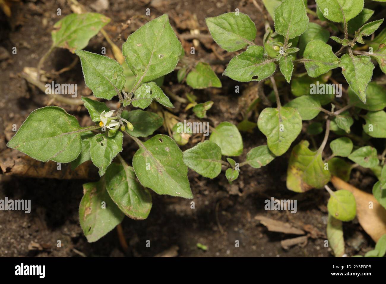 black nightshade (Solanum nigrum) Plantae Stock Photo - Alamy