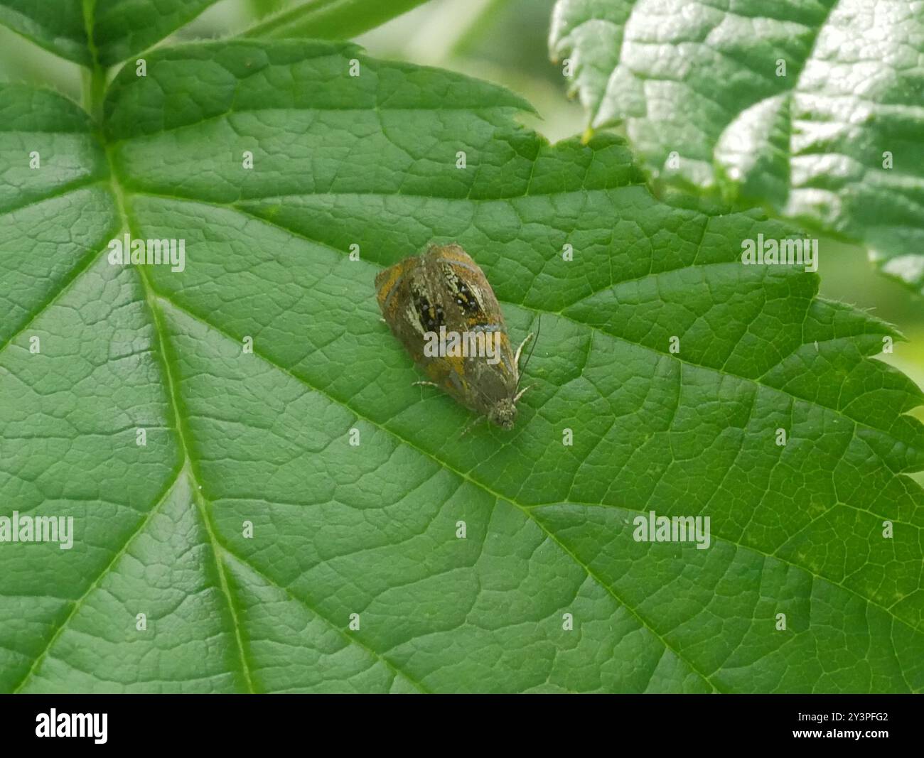 Arched Marble (Olethreutes arcuella) Insecta Stock Photo - Alamy