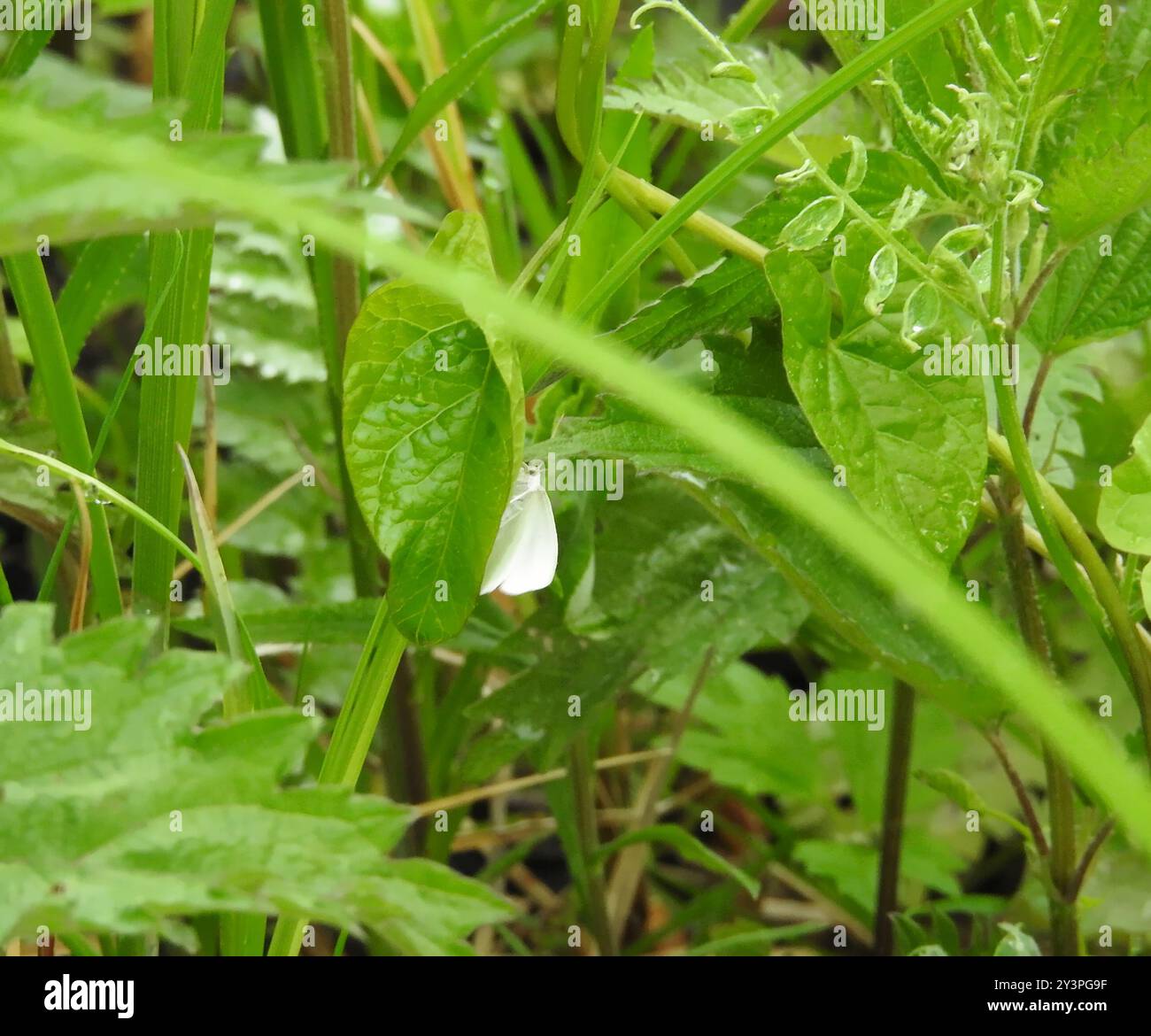 Common White Wave (Cabera pusaria) Insecta Stock Photo - Alamy