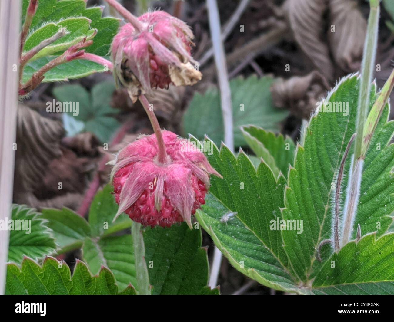 Morango Verde green strawberry (Fragaria viridis) Plantae Stock Photo - Alamy