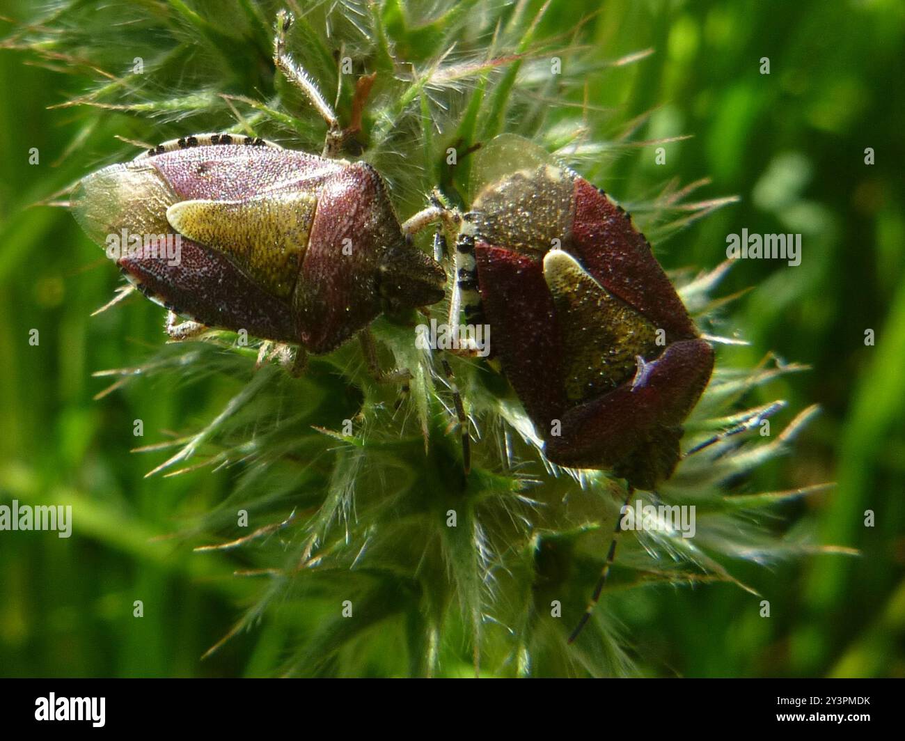 Sloe Bug (Dolycoris baccarum) Insecta Stock Photo