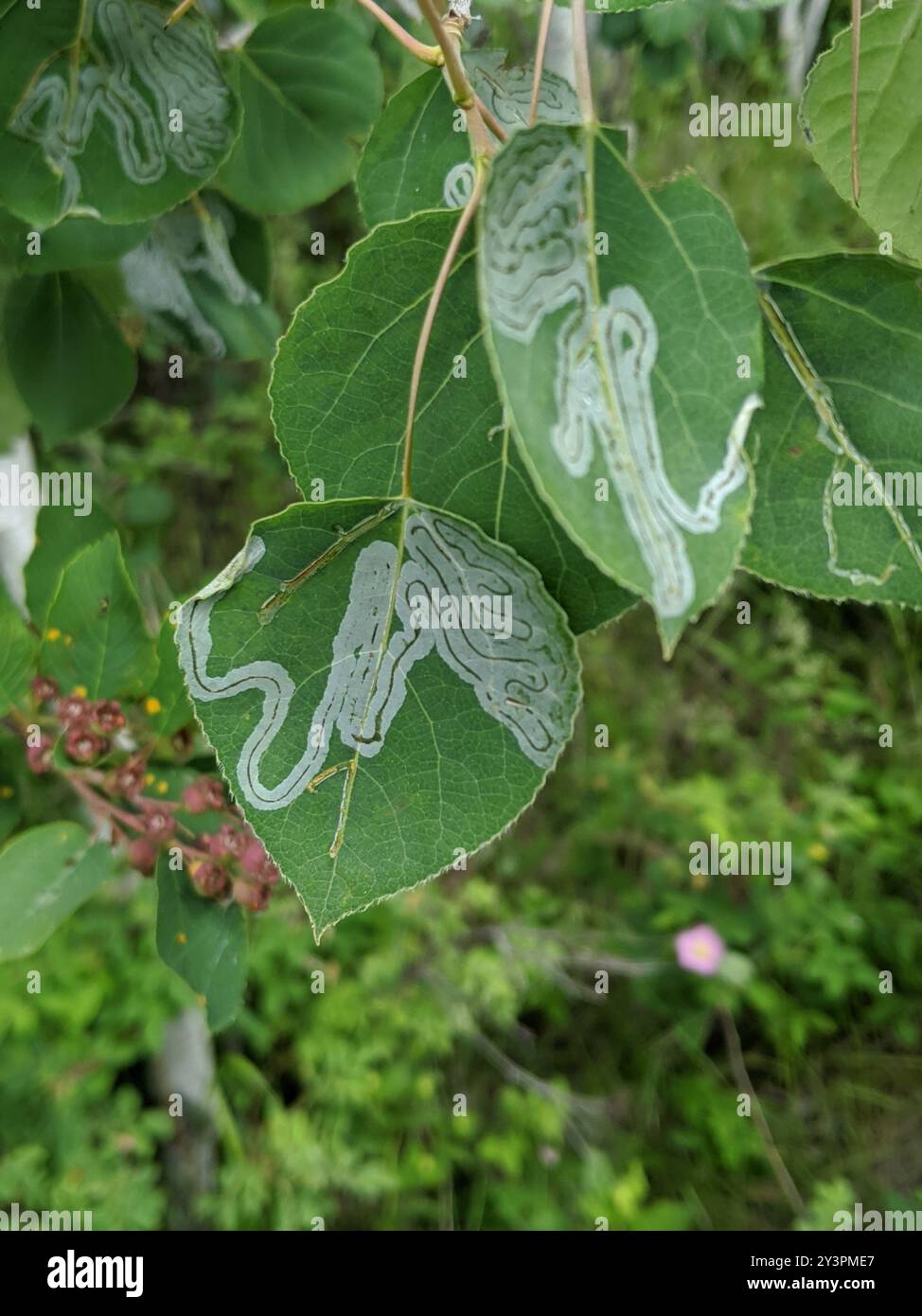 Aspen Serpentine Leafminer Moth (Phyllocnistis populiella) Insecta ...