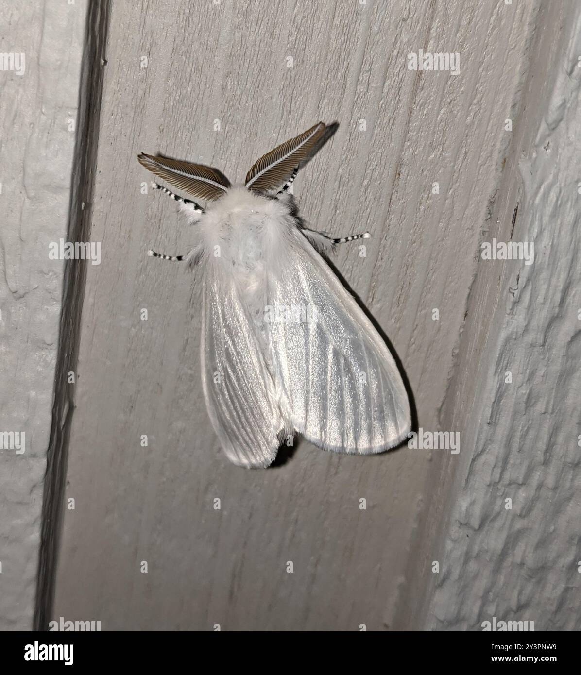 White Satin Moth (Leucoma salicis) Insecta Stock Photo - Alamy