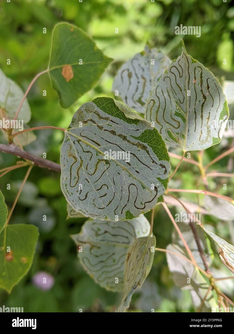 Aspen Serpentine Leafminer Moth (Phyllocnistis populiella) Insecta ...