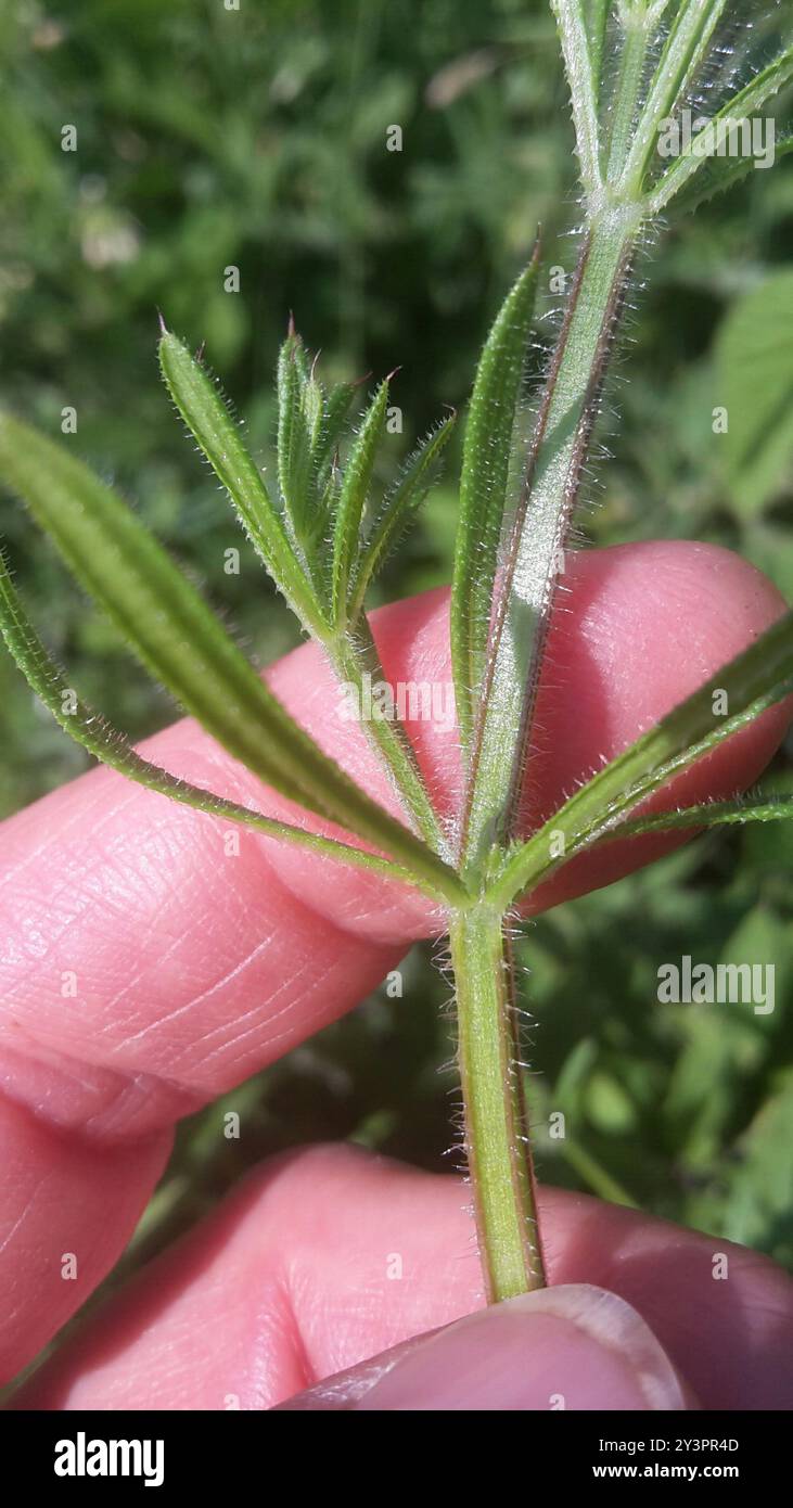 catchweed bedstraw (Galium aparine) Plantae Stock Photo - Alamy