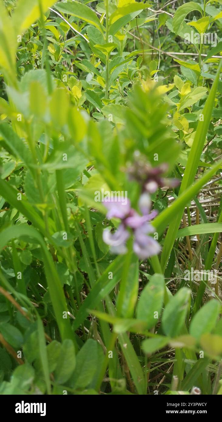 Bush Vetch (Vicia sepium) Plantae Stock Photo - Alamy