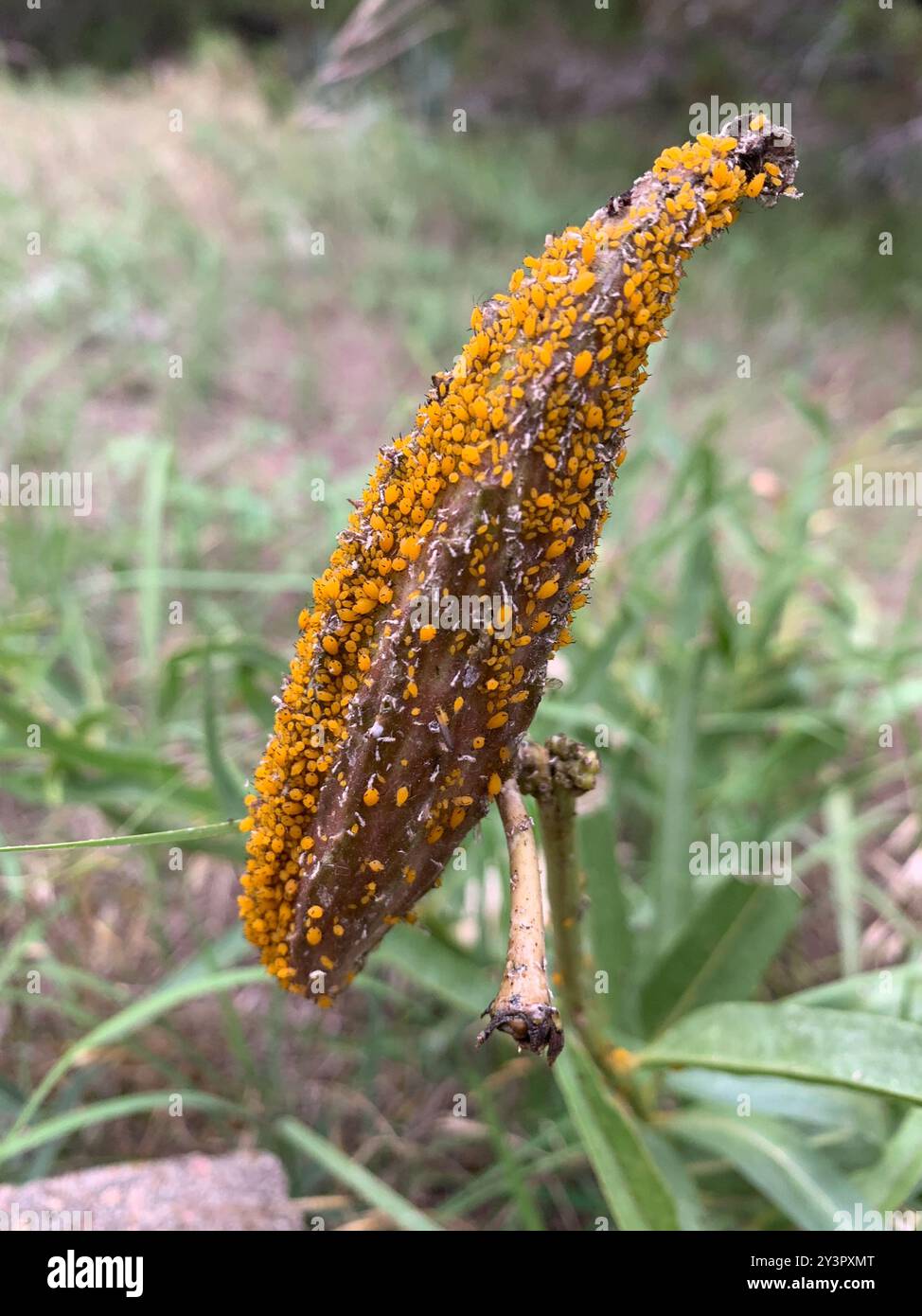 Oleander Insect Oleander Aphid (Aphis nerii) Insecta Stock Photo - Alamy