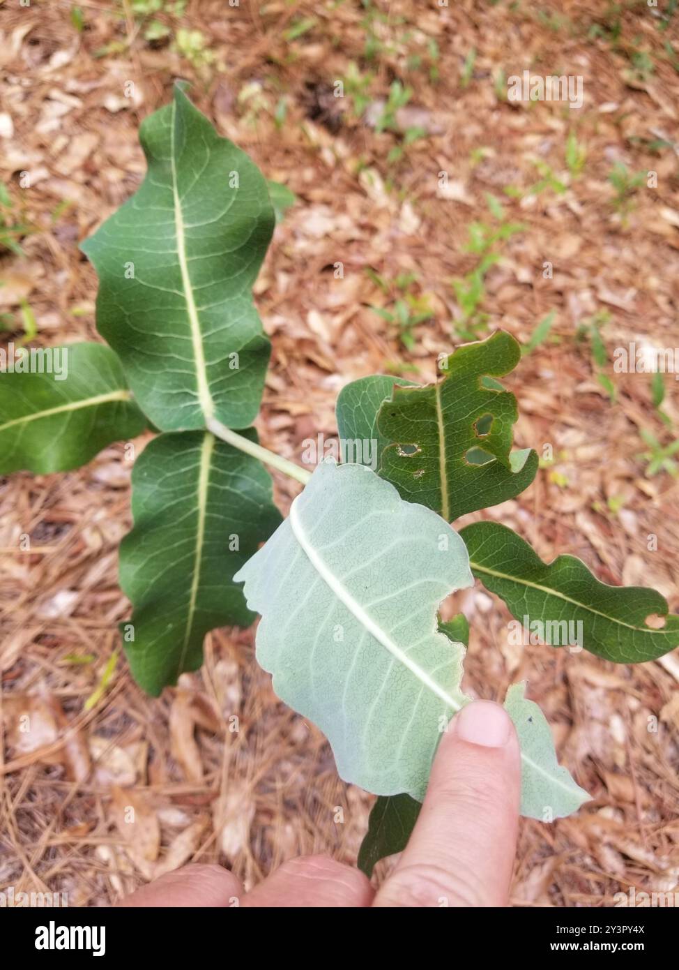 clasping milkweed (Asclepias amplexicaulis) Plantae Stock Photo - Alamy