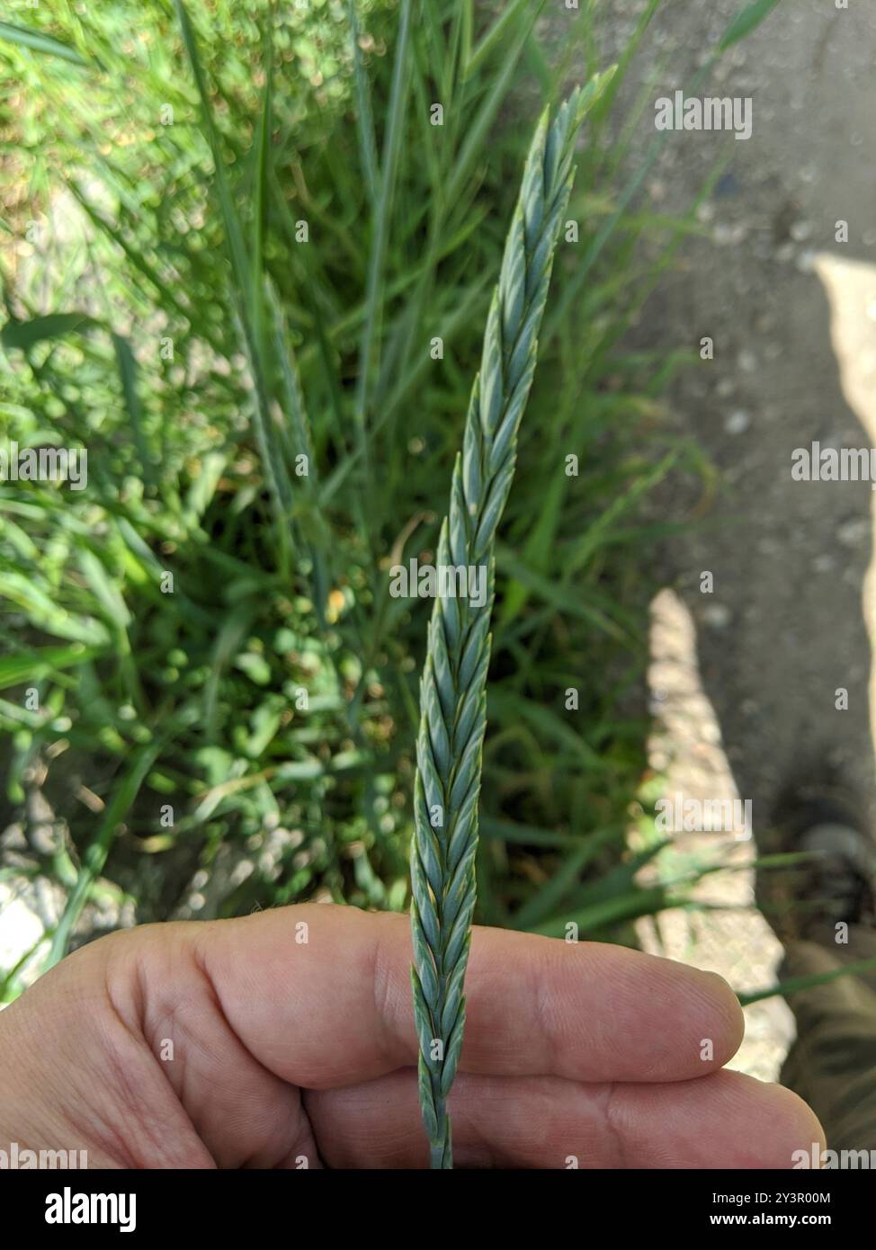 Quack Grass Elymus Repens Plantae Stock Photo Alamy