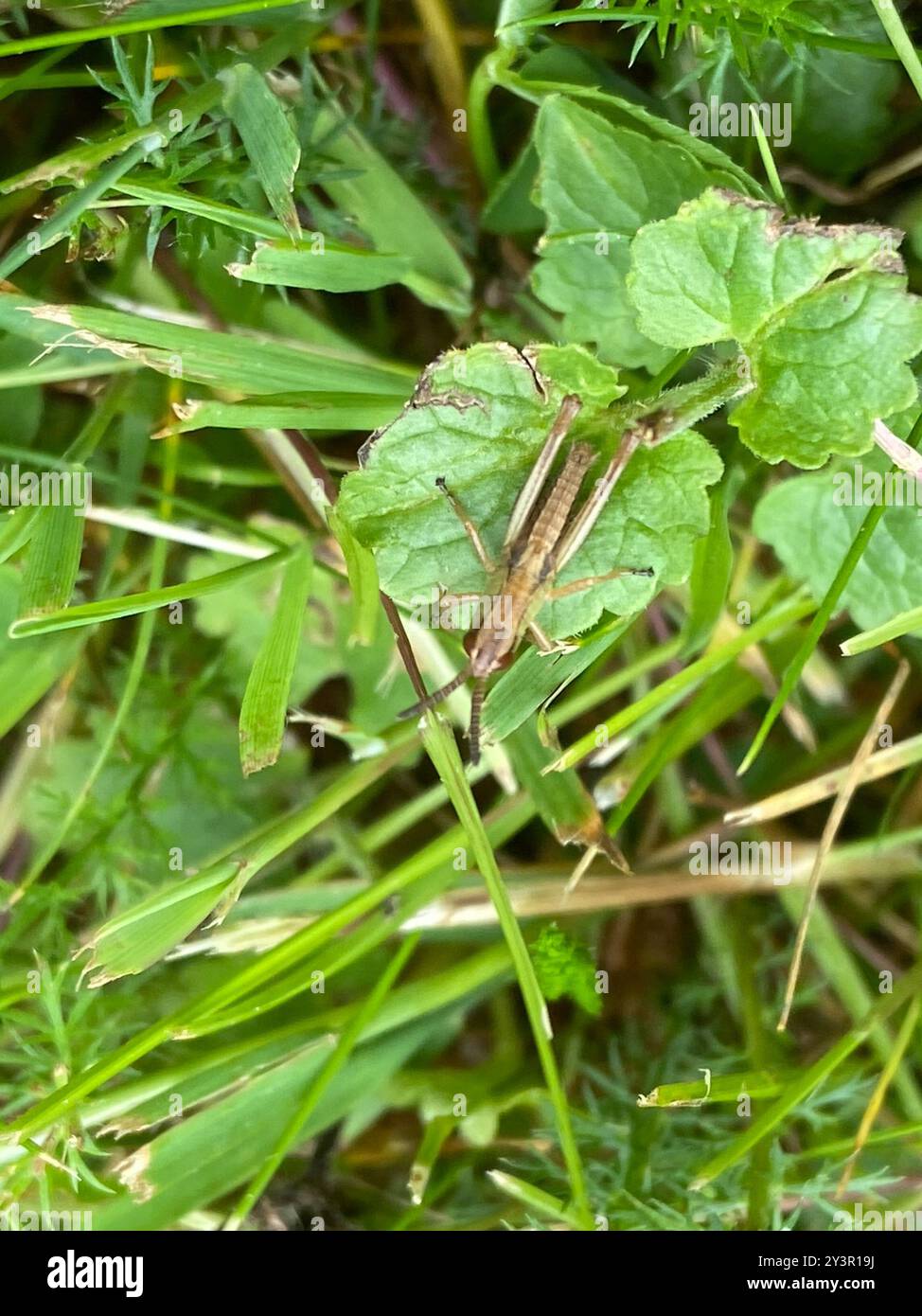 Meadow Grasshopper (Pseudochorthippus parallelus) Insecta Stock Photo ...