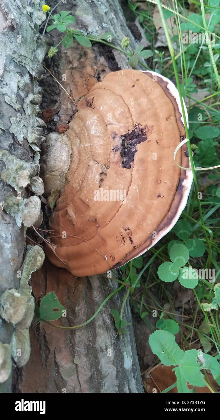 artist's bracket (Ganoderma applanatum) Fungi Stock Photo - Alamy