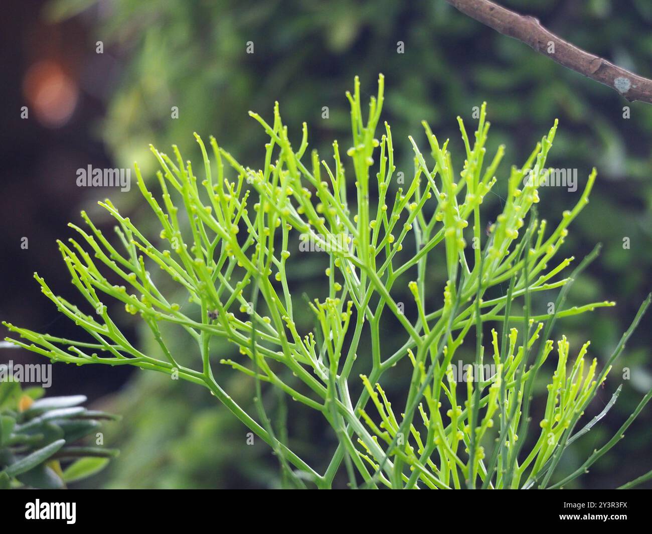 skeleton fork fern (Psilotum nudum) Plantae Stock Photo - Alamy