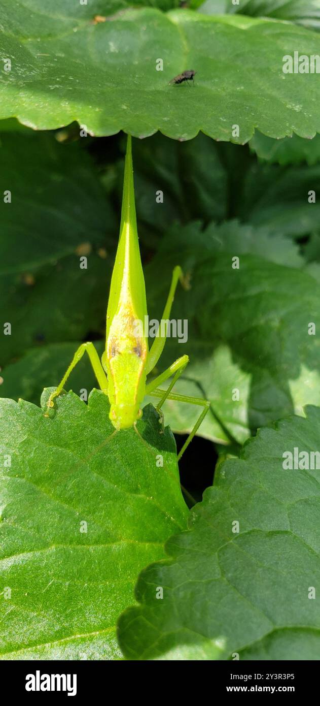 Oblong-winged Katydid (Amblycorypha oblongifolia) Insecta Stock Photo ...
