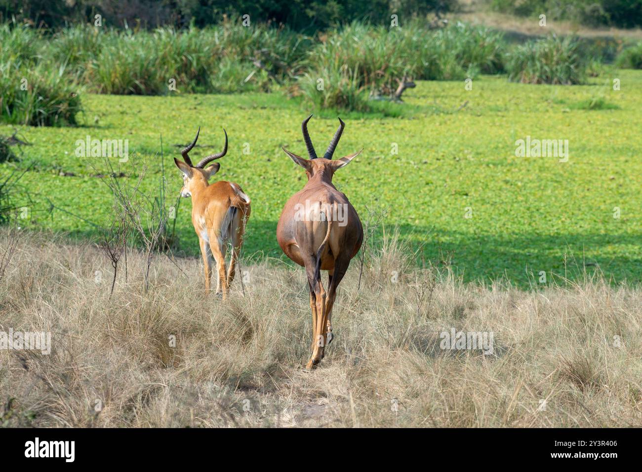Two Topis Topis in Ishasha, Queen Elizabeth National Park Uganda Stock Photo - Alamy